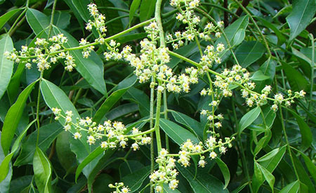 Ambarella-flower