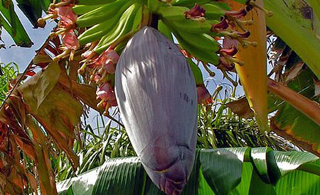 banana-flower