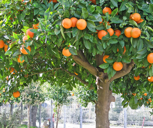 fruit trees main