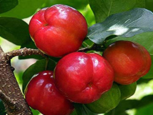 Barbados Cherry