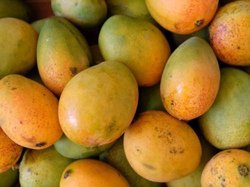 Carrie Mangoes