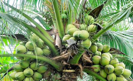 Coconuts – Fruitscapes LLC.