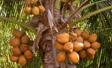 Coconuts-4