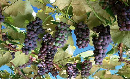 Grapes-1