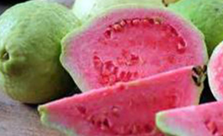 Guava-3