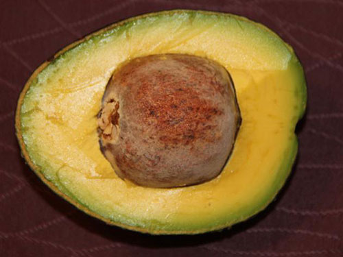 Oro Negro Avocado