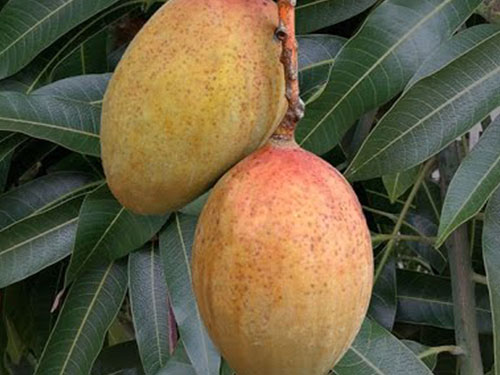 Pickering Mango's