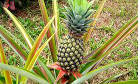 Pineapple-4