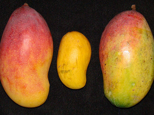 Mango Varieties - Types of Mangoes